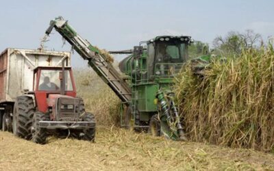 Zafra 2025: Tucumán consolida el avance de la molienda con un 68% de la cosecha realizada