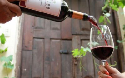 Vinos tucumanos premiados en el mundo: la Ruta del Vino de Altura gana protagonismo internacional